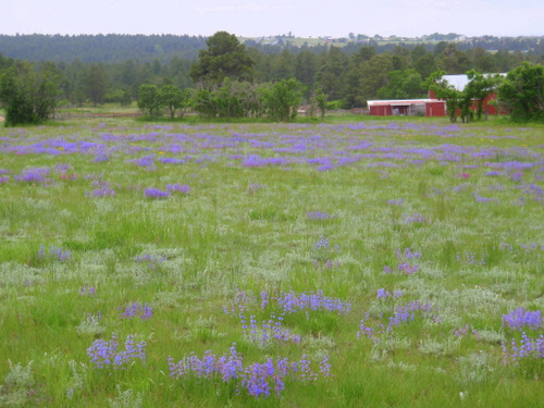 Colorado Blue Bells (aka Penstemon), forest's edge just SW of Black Forest, Colorado.